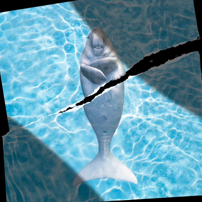 Marine Animals in the Strait of Hormuz Don’t Get a Ceasefire