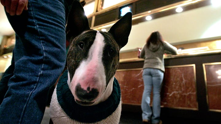 Luxury Hotels Have a New VIP Guest: Your Dog